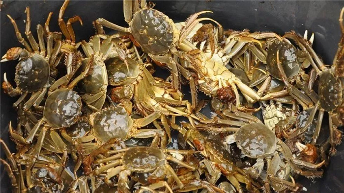 重庆大闸蟹新上市 个头小是因为天气热吗? 重庆大闸蟹新上市 个头小是因为天气热吗?